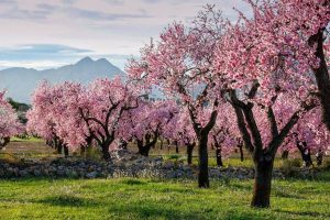 ruta para primavera